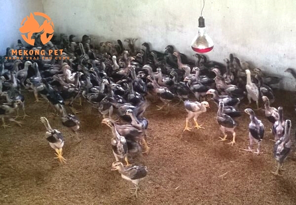 bán gà chọi con giống 1,2,3 tháng tuổi